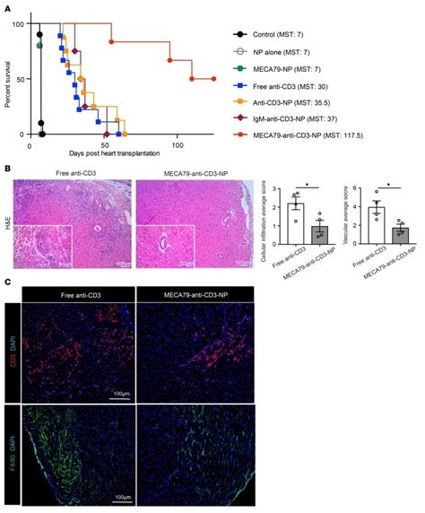 CD3 Antibody, Alexa Fluor™ 488 (53-0032-82)