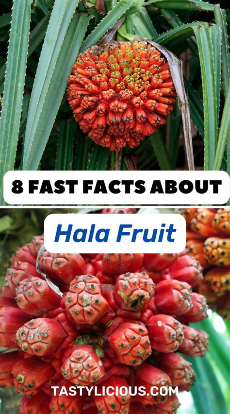 hala fruit benefits | hala fruit taste | hala fruit how to eat | hala fruit price | juicing ...