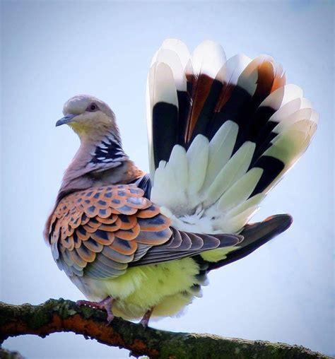 Turtle dove | 鳥の写真, カラフルな鳥類, 美しい鳥