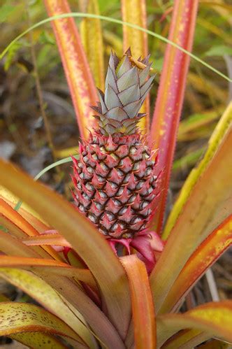 Spanish "Red" Pineapple | The long leaves and small body of … | Flickr