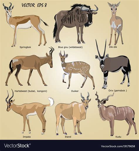 a set of realistic African antelope - oryx, eland, hartebeest, dik-dik ...