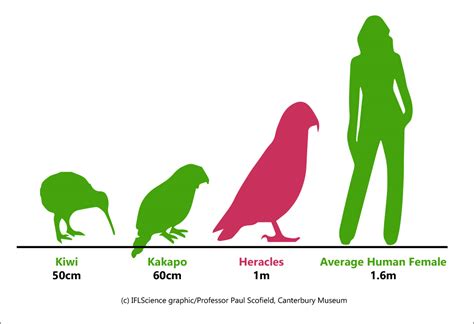 Giant Extinct Species Of 1-Meter-Tall Parrot Discovered In New Zealand | IFLScience