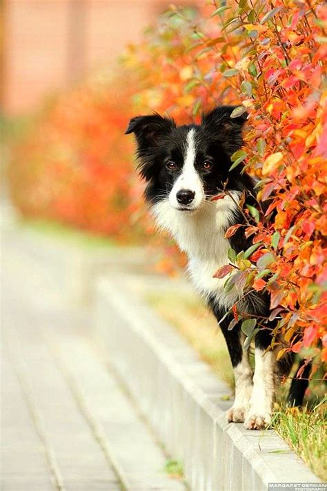 Dogs Who Really Love Autumn - LIFE WITH DOGS