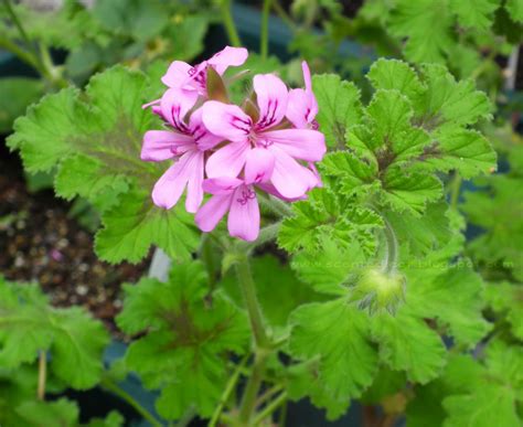 Scented Leaf: Herb Butter with Mint Scented Pelargoniums