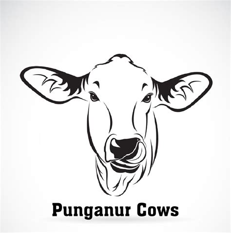 Walking video of beautiful punganur calf - The punganur cow