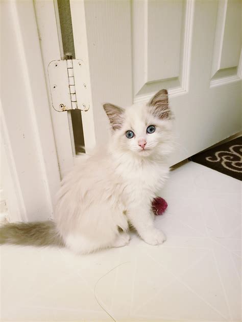 Just got her yesterday! Blue bicolor ragdoll kitten, 12 weeks : r/ragdolls