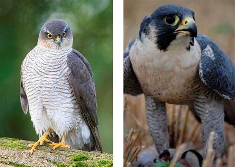 Identifying Birds of Prey 1 | Scottish Wildlife Trust