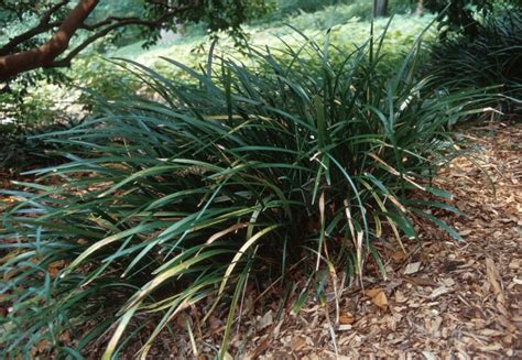 Ophiopogon Jaburan Giant Lilyturf Container | SiteOne