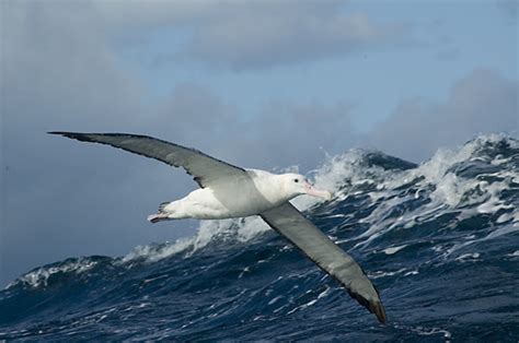 Albatross 'dynamic soaring' achieved by repeated curve-altitude oscillation (Constantine ...