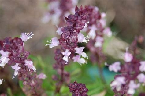 What Is Licorice Basil: Basil ‘Licorice’ Growing Guide