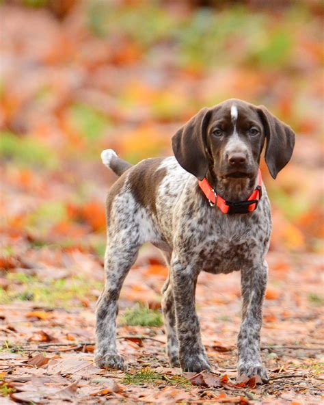 German Shorthaired Pointer Pup | German shorthaired pointer dog, Gsp ...