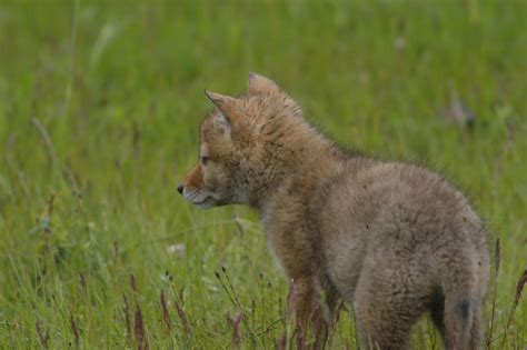 Fy Nyth...: Coyote Puppies!