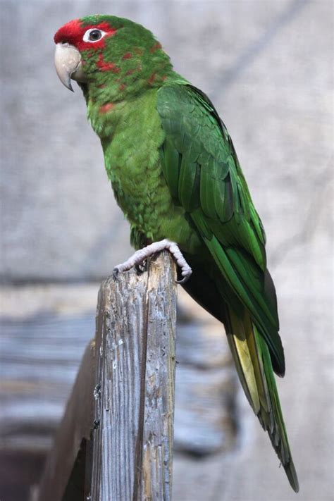 Mitred Conure Health, Personality, Colors, Habitat, and Sounds ...