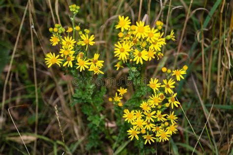 Poisonous Senecio jacobaea stock image. Image of jacobaea - 123523305