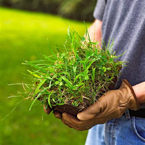 How to Get Rid of Crabgrass | Better Homes & Gardens