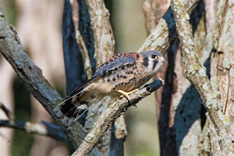 American Kestrel Falcon Perched Photograph by Randy Zilenziger