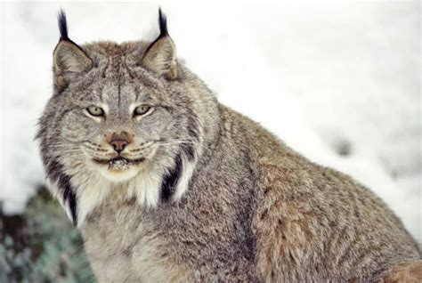 Canadian Lynx – North American Nature