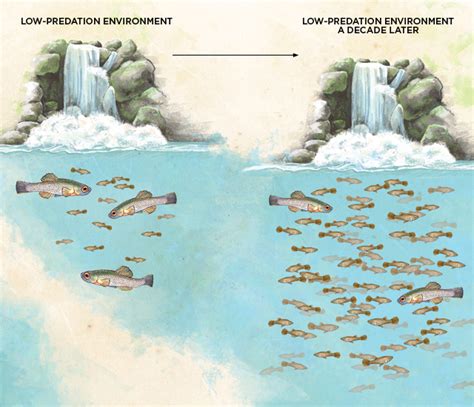 Infographic: Watching Evolution in Real Time | The Scientist Magazine®