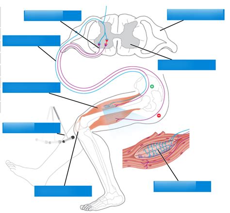 Knee Jerk Reflex Diagram | Quizlet