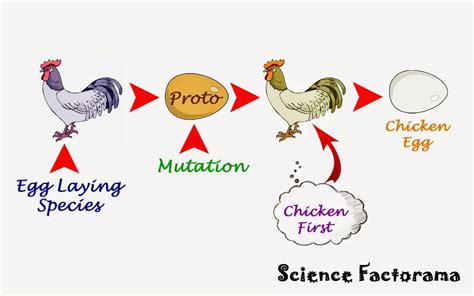 What is PROTO CHICKEN