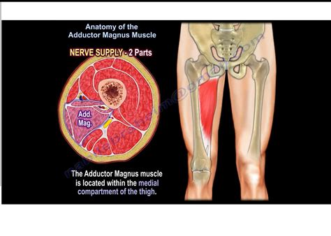 Anatomy of the Adductor Magnus Muscle — OrthopaedicPrinciples.com