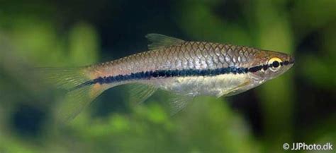 Brilliant Rasbora Behaviour Shoaling Habitat Size Water PH Feeding and ...