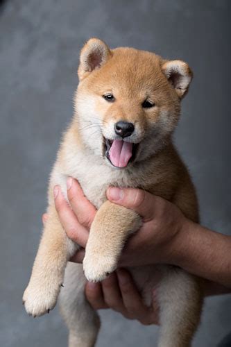 Shiba Inu Price Philippines 2020 : 23 Sesame Shiba Inu Images ...