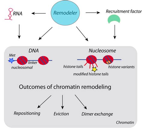 Chromatin Remodelers and Their Way of Action | IntechOpen