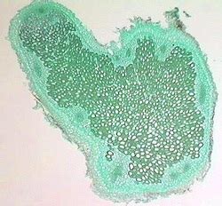 Domains (Eukarya) - Kingdoms Project | Biology