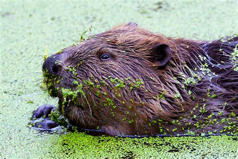 The best wildlife watching tours in Poland | Wild Poland