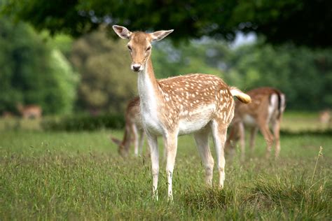 Fallow Deer - Doe by FurLined on DeviantArt