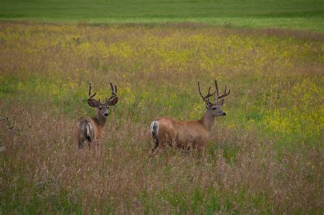 Deer Food Plot - Miller Seed Company