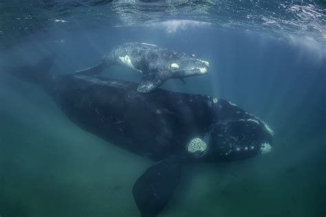 North Atlantic Right Whale Facts: Habitat, Diet, Conservation & More