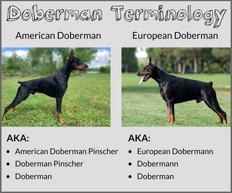 Doberman vs. Doberman Pinscher: What’s the Difference? - Doberman Planet