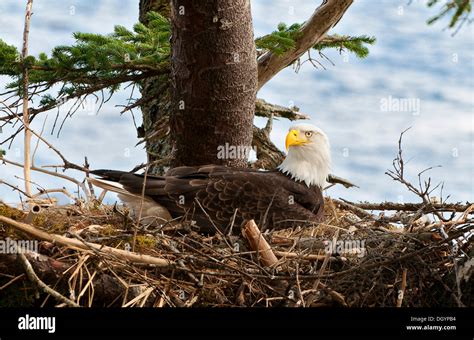 A nesting American Bald Eagle (Haliaeetus leucocephalus), Prince William Sound, Alaska, United ...