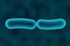 Klebsiella Bacteria, Rod-shaped Diplobacilli Stock Illustration - Image ...