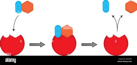 Enzyme Animation Lock And Key Model - Center Summer Students Pasadena ...