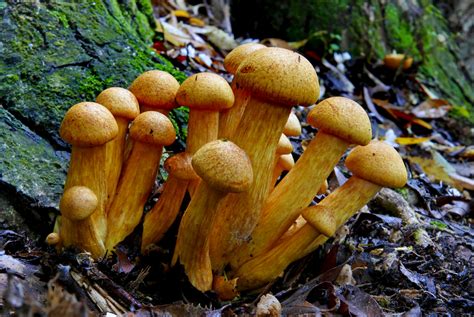 Gymnopilus junonius – identifier-les-champignons.com