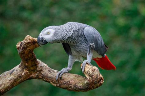 The Difference Between Timneh African Grey Parrots Vs. Congo Parrots ...