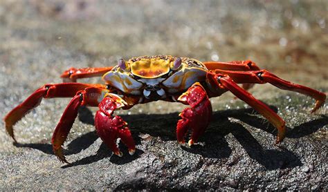 The dancing crabs of the Galapagos – In Darwin's footsteps