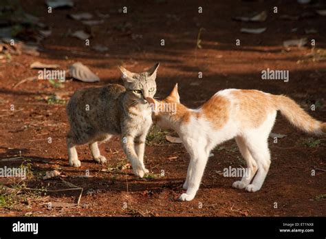 Two Cats Fighting High Resolution Stock Photography and Images - Alamy