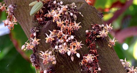 Blooms on ‘chocolate’ tree are crazy-hard to pollinate