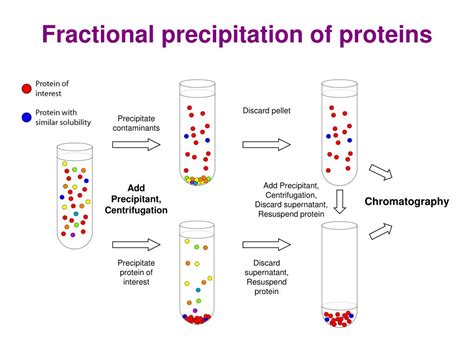 PPT - Methods of Protein Purification PowerPoint Presentation, free download - ID:89332