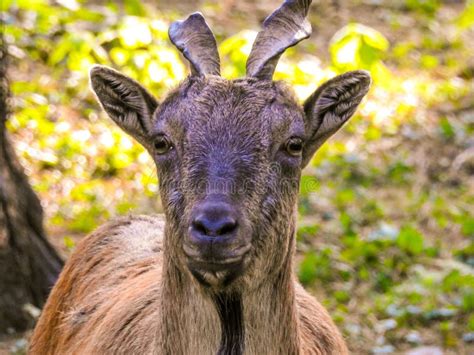 Markhoor in zoo stock photo. Image of stands, markhor - 33390178