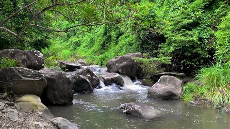 Relaxing with The Sound of Streams in The Deep Forest. Natural Sounds Heal The Soul, Sleep, ASRM ...