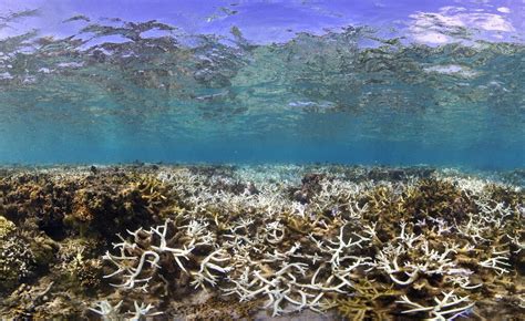 'Corals are being cooked': A third of Taiwan's reefs are dying