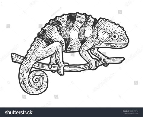 Chameleon Lizard Sketch Engraving Vector Illustration Stock Vector (Royalty Free) 1663176514 ...