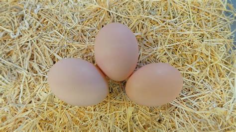 Golden Laced Wyandotte | Farm fun, Farm images, The barnyard