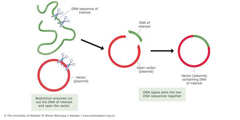 Plasmid Dna In Bacteria