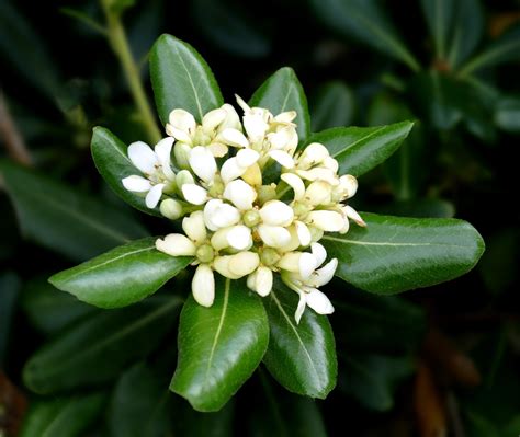 Pittosporum tobira: Sweetly Fragrant Spring Flowers and Glossy Green Foliage — Seattle Japanese ...